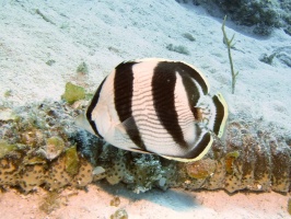 073 Banded Butterflyfish IMG 5213